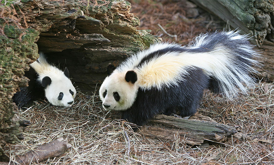 Panda-skunk hybrid resting near a log, showcasing a strange animal hybrid created in Photoshop.