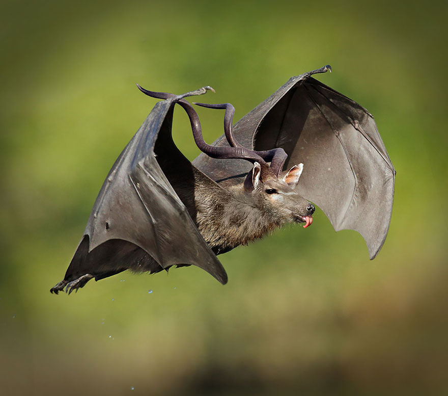 A strange animal hybrid with bat wings and a deer's head flying against a blurred green background.