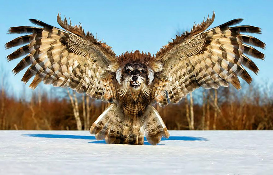 Photoshop-created animal hybrid with features of a wolf and an owl against a snowy landscape.