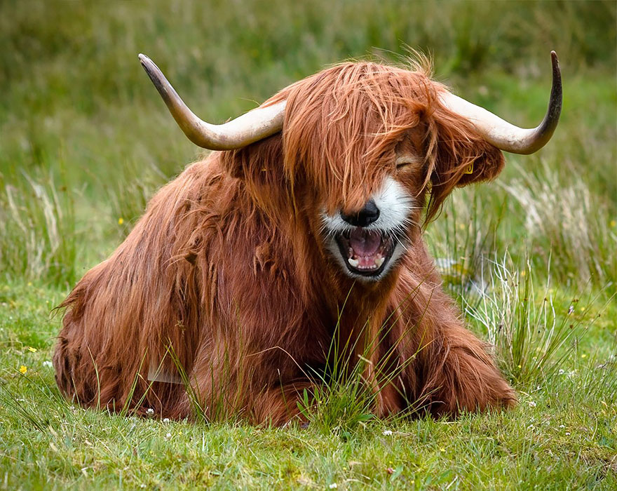 Photoshopped animal hybrid with a furry body and horns, resting in a grassy field.