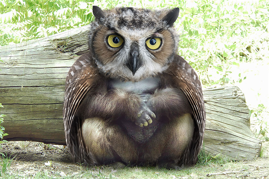 Photoshopped animal hybrid with an owl's head and a bear's body sitting in nature.