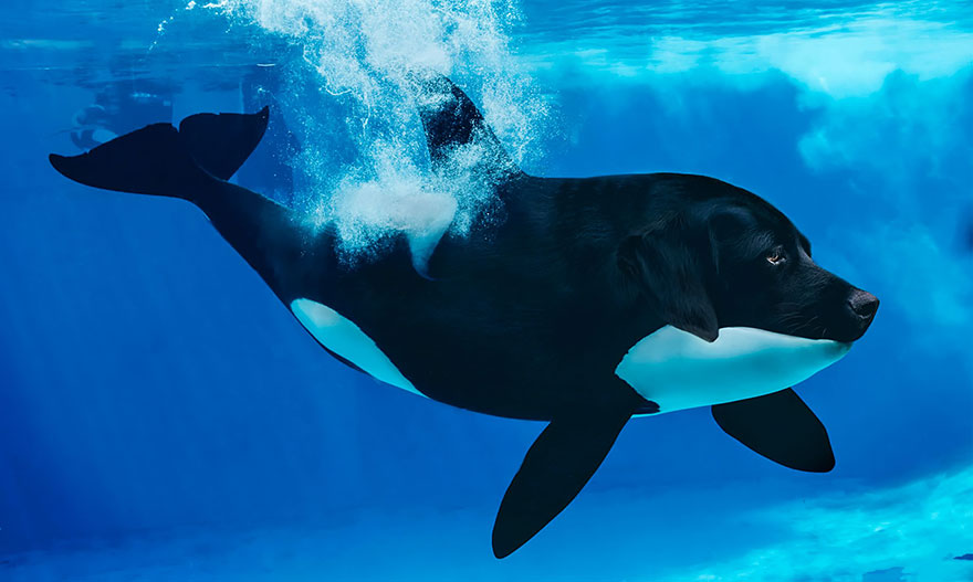 Hybrid animal with a dog's head and orca's body swimming underwater, created in Photoshop.