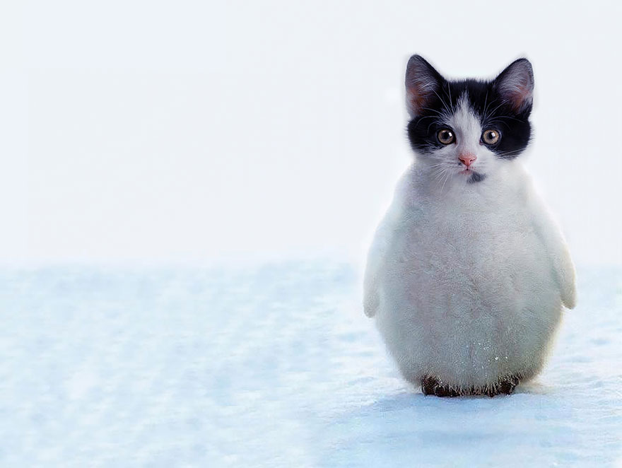 Photoshopped animal hybrid of a penguin with a cat's head standing on snow.