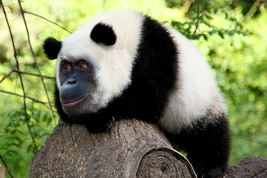 Photoshopped animal hybrid with a panda body and a monkey face lying on a tree branch.