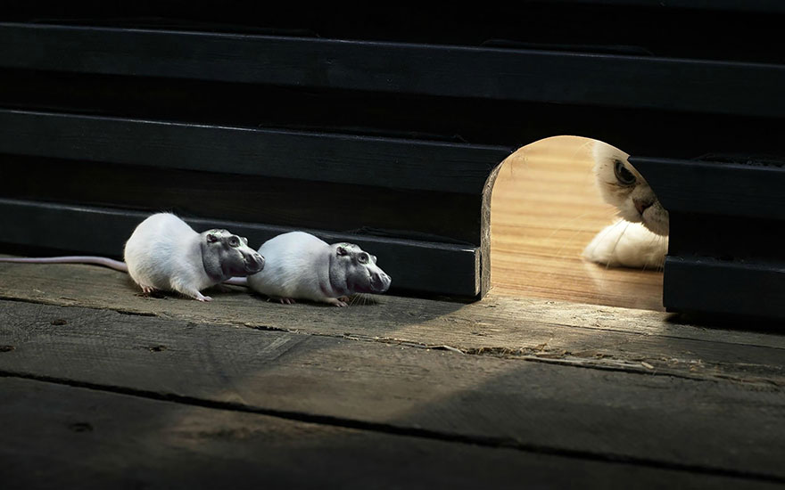 Strange animal hybrids: two rats with hippopotamus heads walk near a hole, watched by a cat.