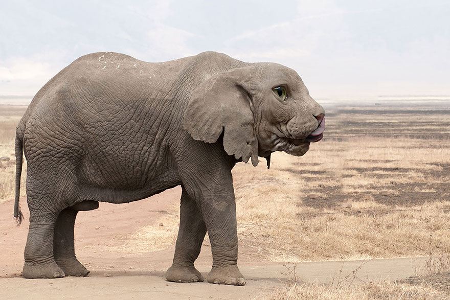 Photoshopped animal hybrid with elephant body and cat-like face standing in a grassy landscape.