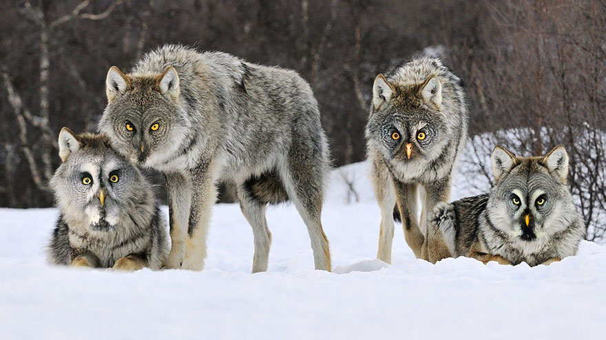 Strange animal hybrids of wolves with owl faces in a snowy landscape.