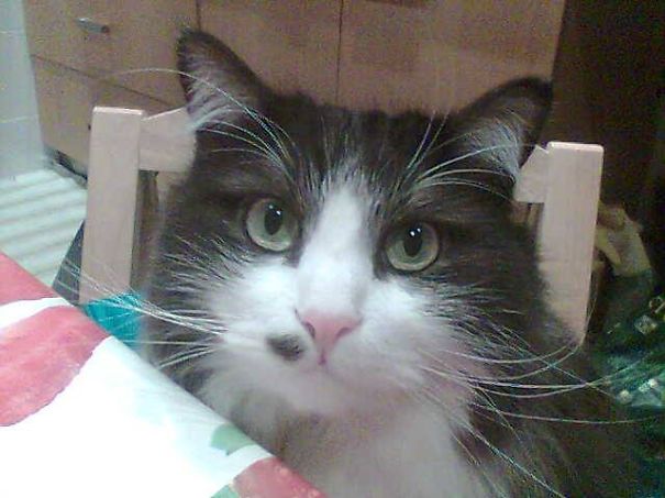 Close-up of a Maine C**n cat with soft fur and expressive eyes, showcasing the giant kitties gentle character.