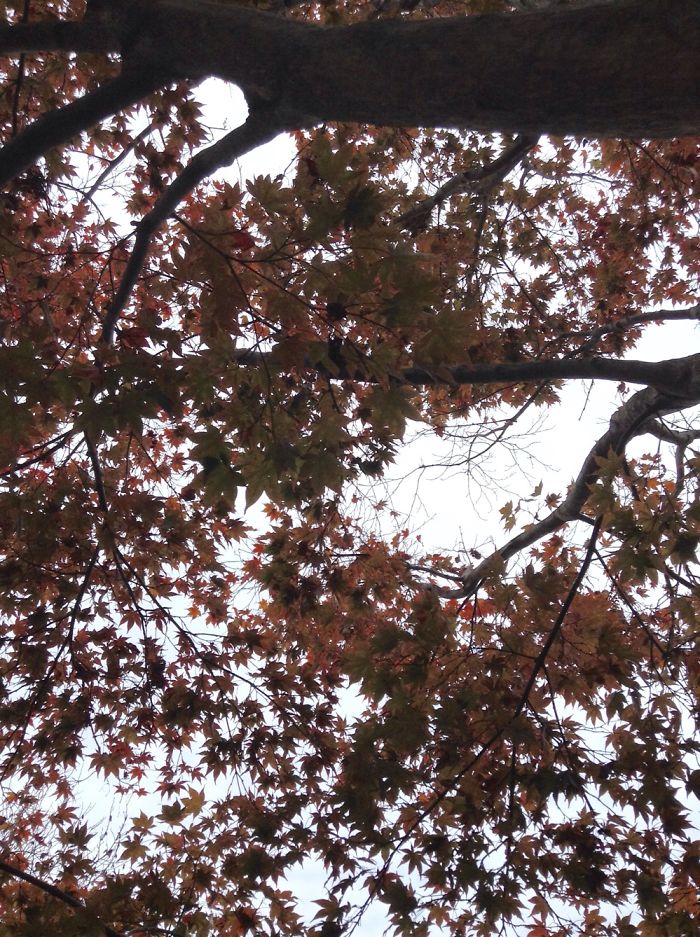 Autumn Maple Tree Photos. Autumn Maple Tree Photos.