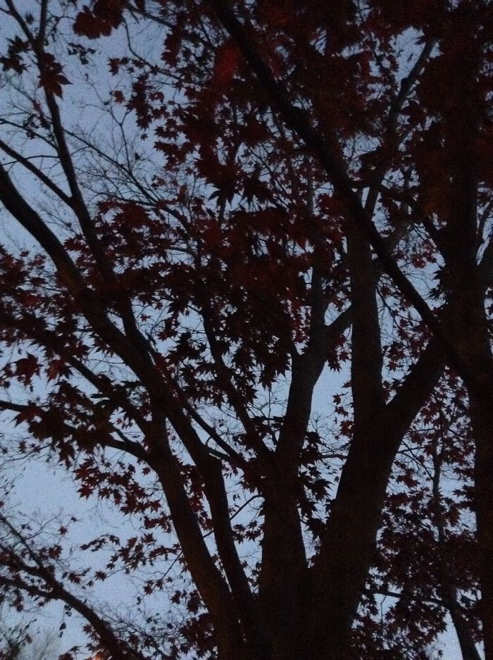 Autumn Maple Tree Photos. Autumn Maple Tree Photos.