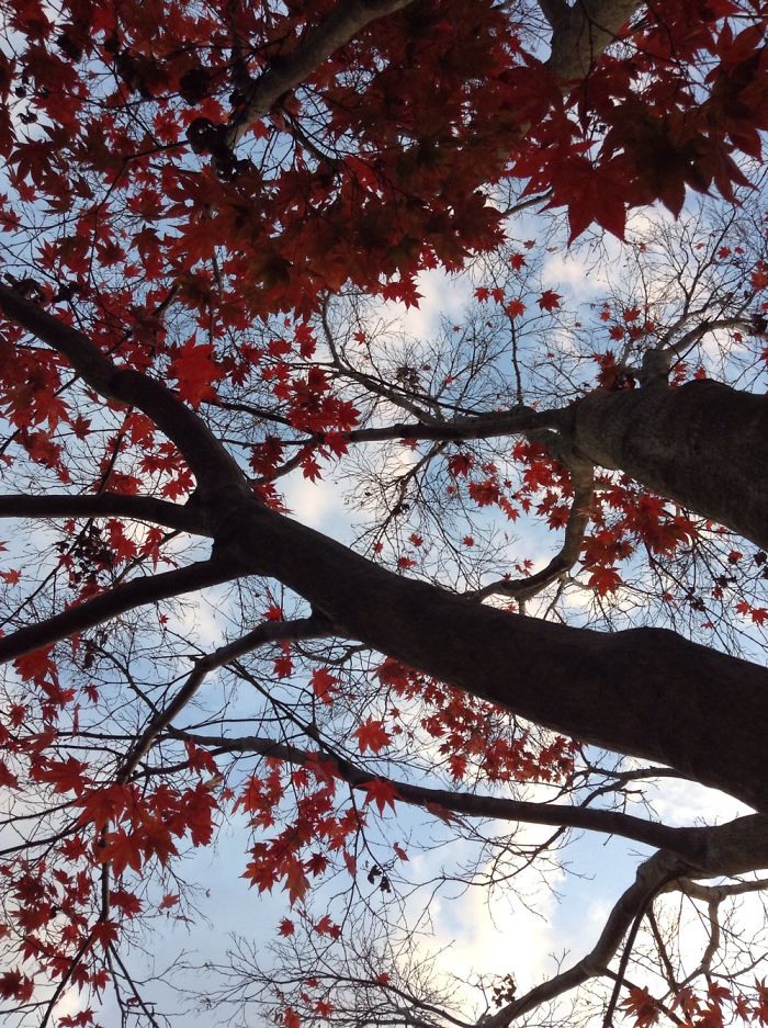 Autumn Maple Tree Photos. Autumn Maple Tree Photos.