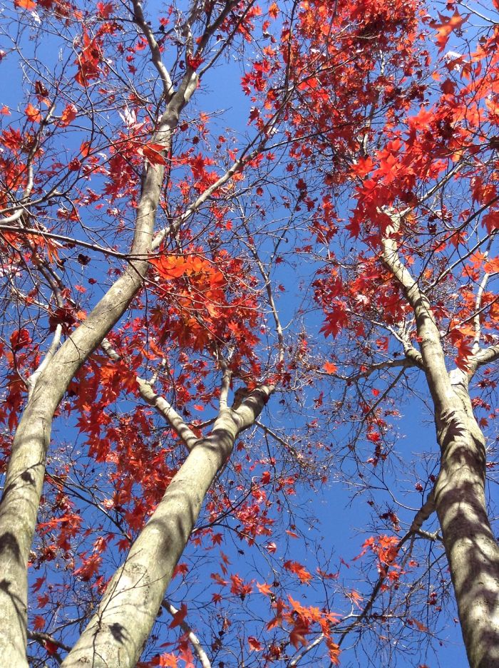 Autumn Maple Tree Photos. Autumn Maple Tree Photos.