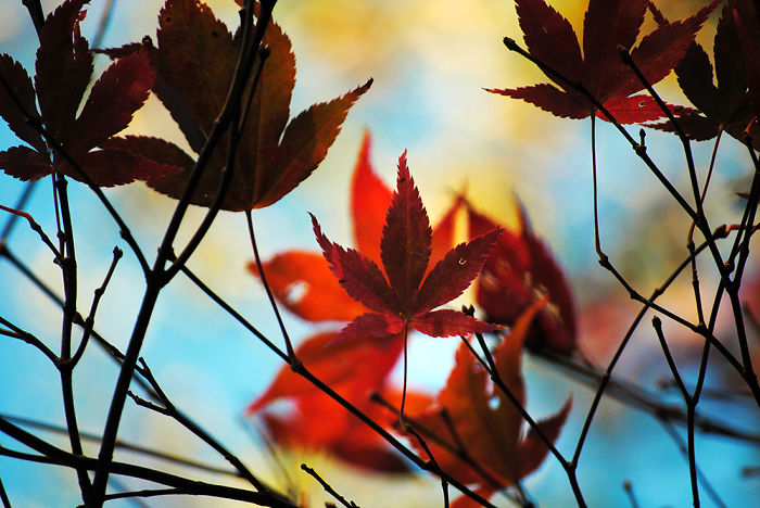 Autumn - The Dead Summers Soul