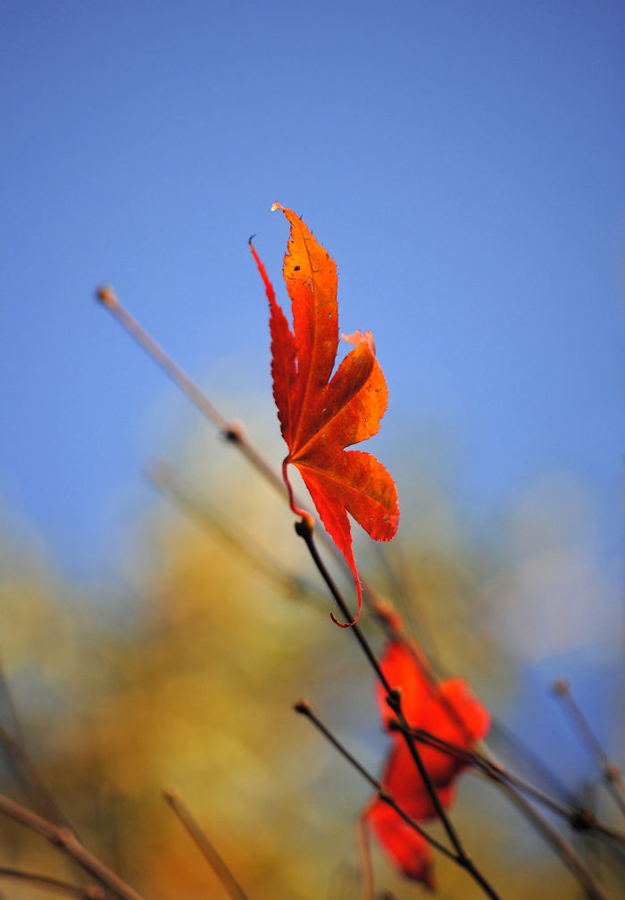 Autumn - The Dead Summers Soul