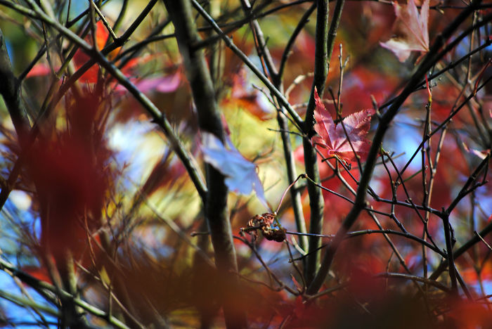 Autumn - The Dead Summers Soul