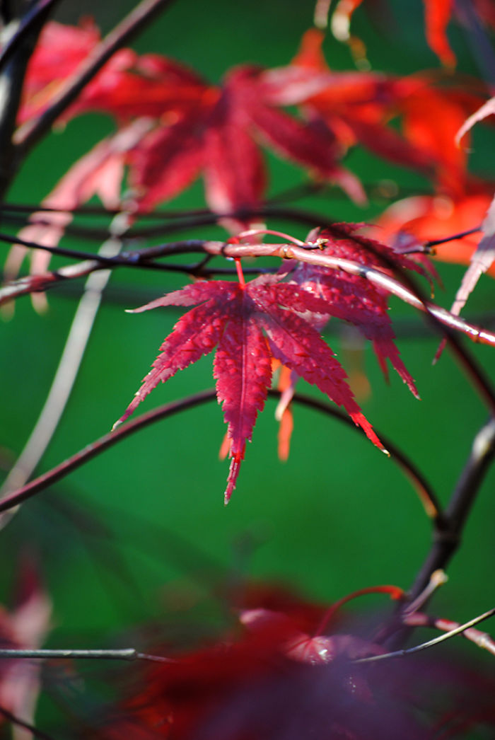 Autumn - The Dead Summers Soul