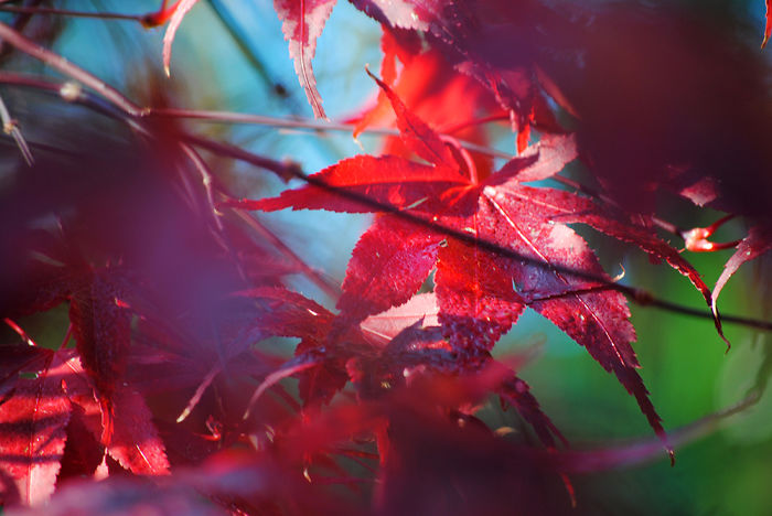 Autumn - The Dead Summers Soul