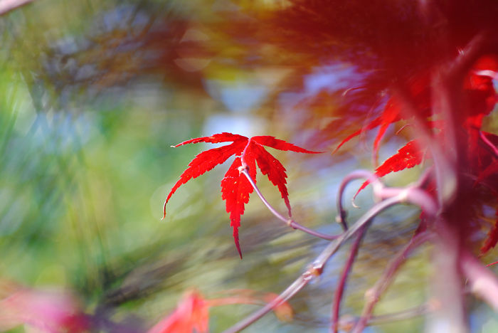 Autumn - The Dead Summers Soul