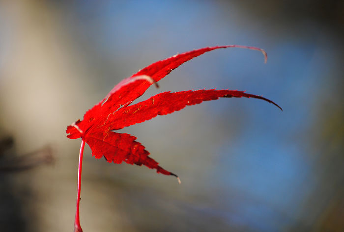 Autumn - The Dead Summers Soul