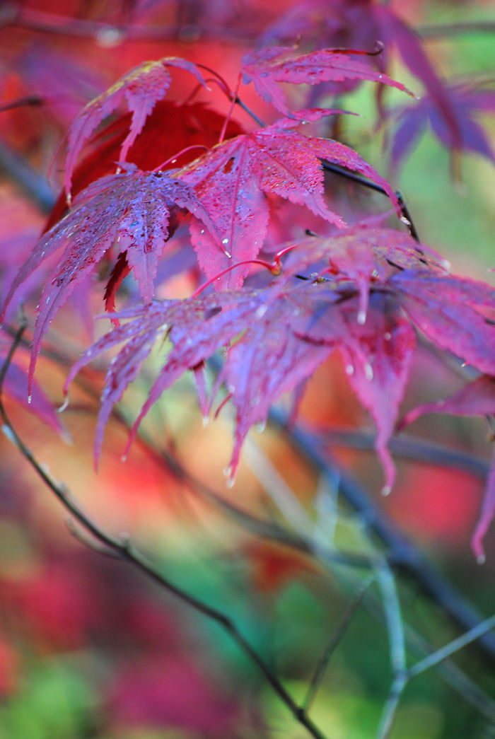 Autumn - The Dead Summers Soul