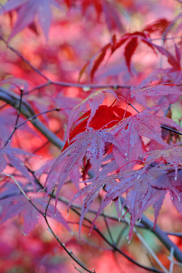 Autumn - The Dead Summers Soul