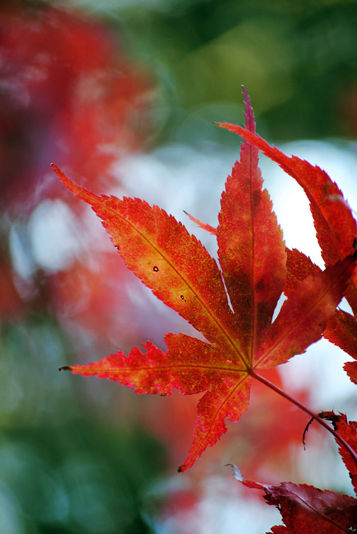 Autumn - The Dead Summers Soul