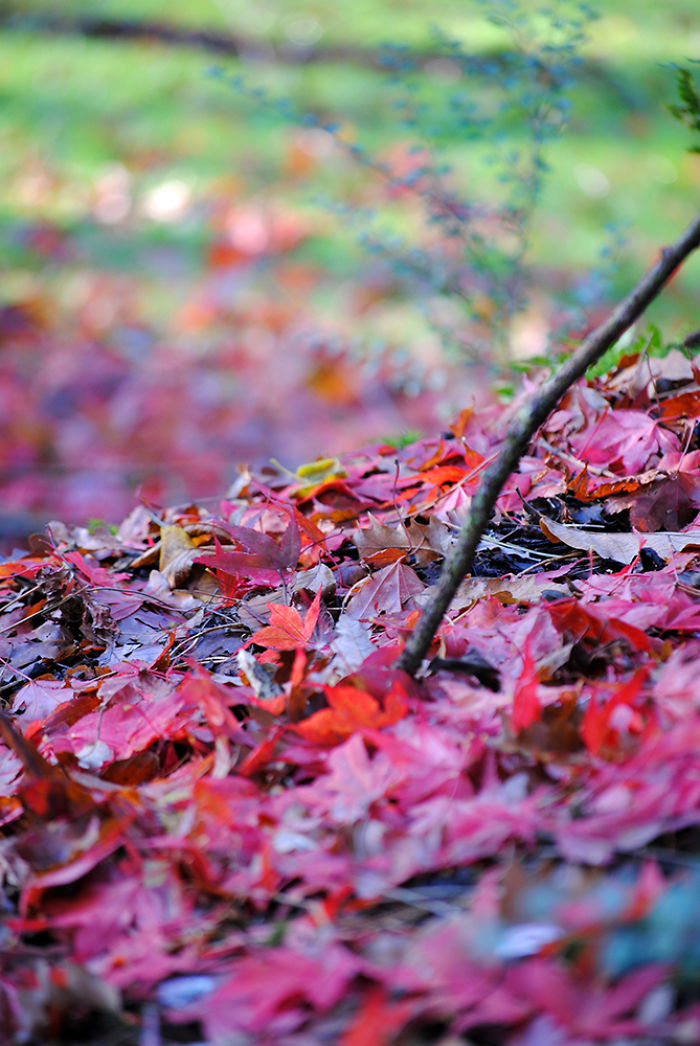 Autumn - The Dead Summers Soul