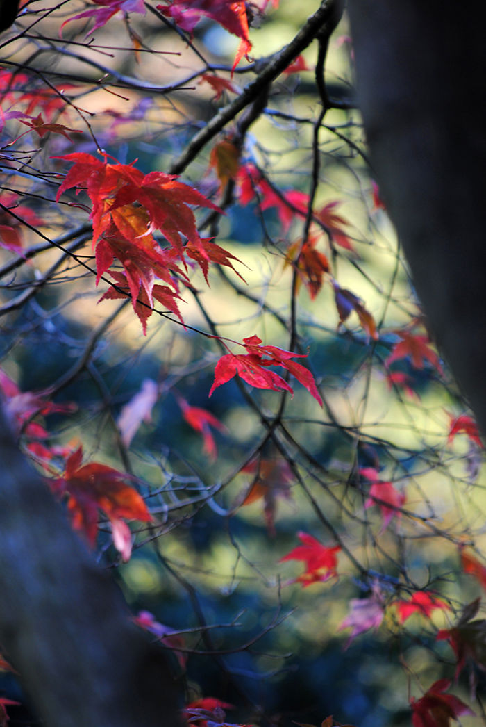 Autumn - The Dead Summers Soul