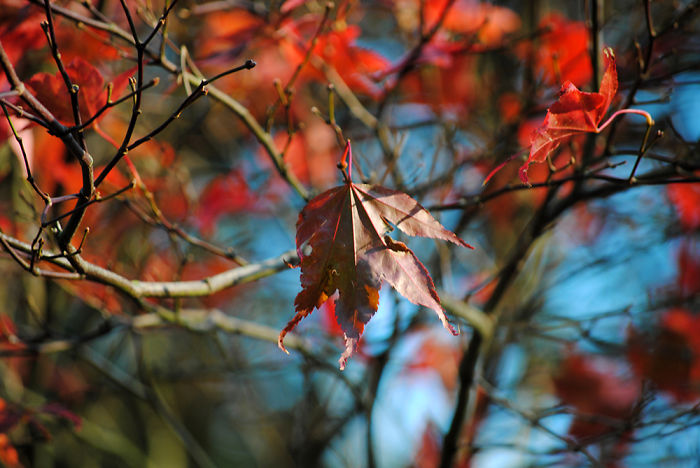 Autumn - The Dead Summers Soul