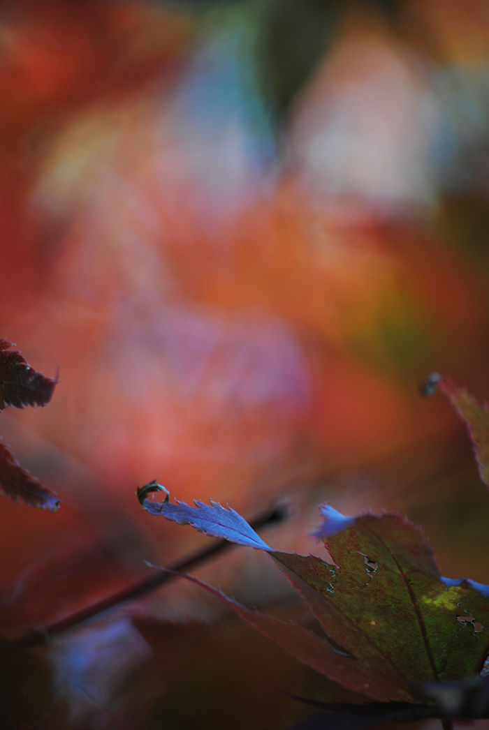 Autumn - The Dead Summers Soul