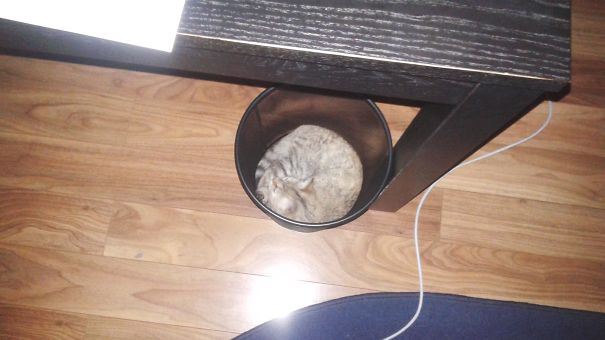 Best Place For A Nap Is The Garbage Bag :))