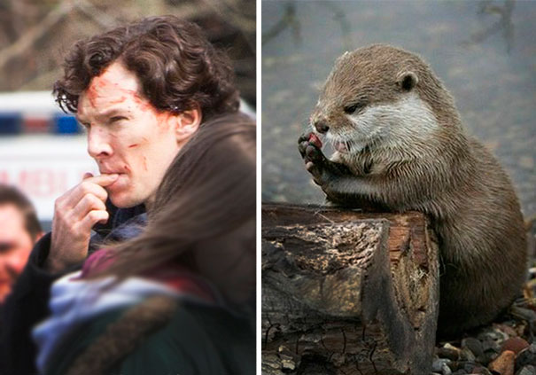 Benedict Cumberbatch Looks Like An Otter