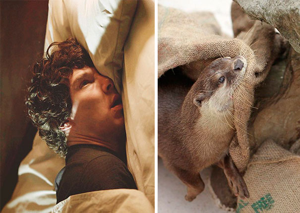 Benedict Cumberbatch Looks Like An Otter