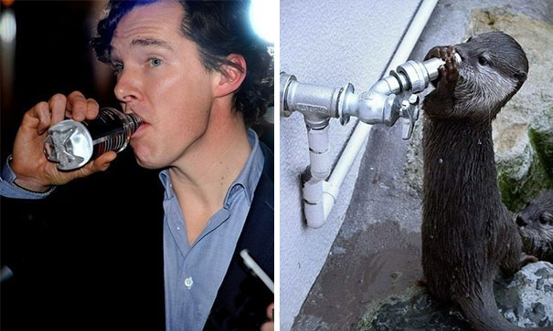 Benedict Cumberbatch Looks Like An Otter