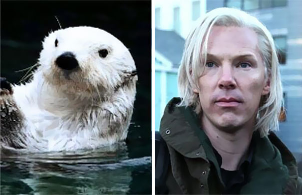 Benedict Cumberbatch Looks Like An Otter