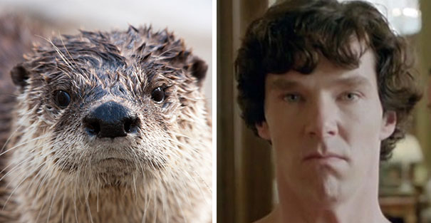 Benedict Cumberbatch Looks Like An Otter