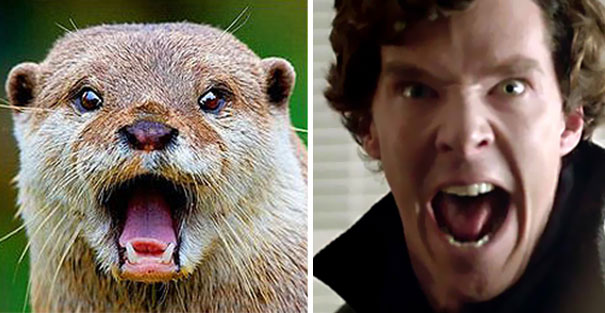 Benedict Cumberbatch Looks Like An Otter