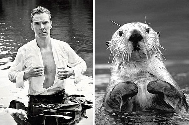 Benedict Cumberbatch Looks Like An Otter
