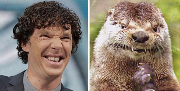 Benedict Cumberbatch Looks Like An Otter
