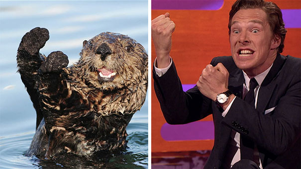 Benedict Cumberbatch Looks Like An Otter