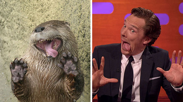 Benedict Cumberbatch Looks Like An Otter