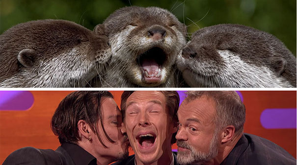 Benedict Cumberbatch Looks Like An Otter