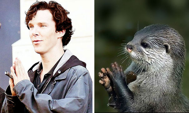 Benedict Cumberbatch Looks Like An Otter