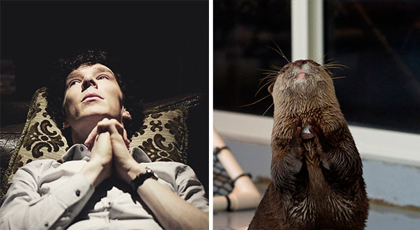Benedict Cumberbatch Looks Like An Otter