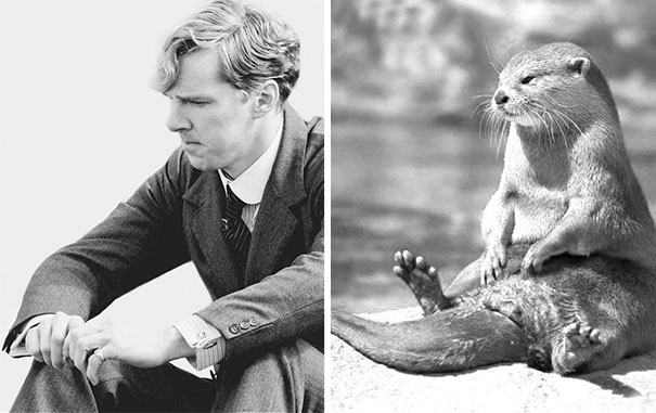 Benedict Cumberbatch Looks Like An Otter
