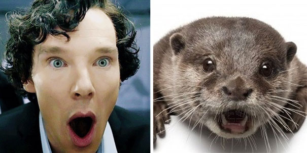Benedict Cumberbatch Looks Like An Otter