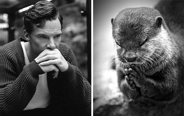 Benedict Cumberbatch Looks Like An Otter
