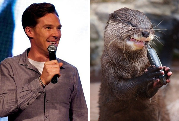 Benedict Cumberbatch Looks Like An Otter
