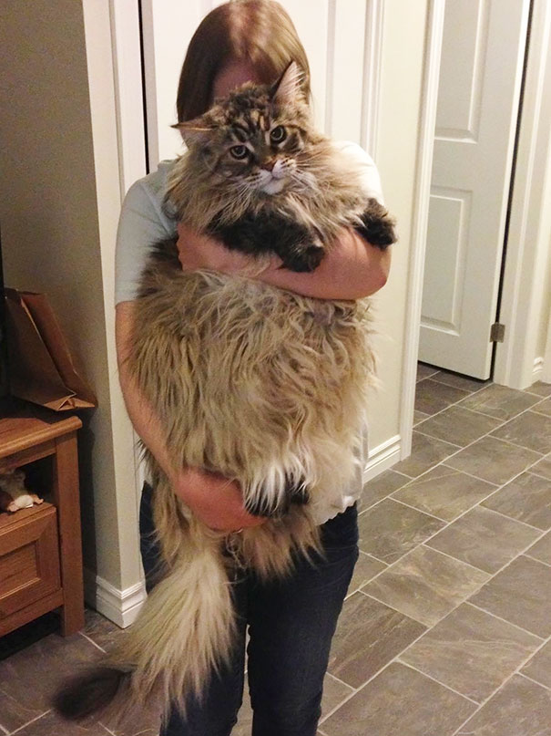 Person holding a large Maine C**n cat with long fur indoors.