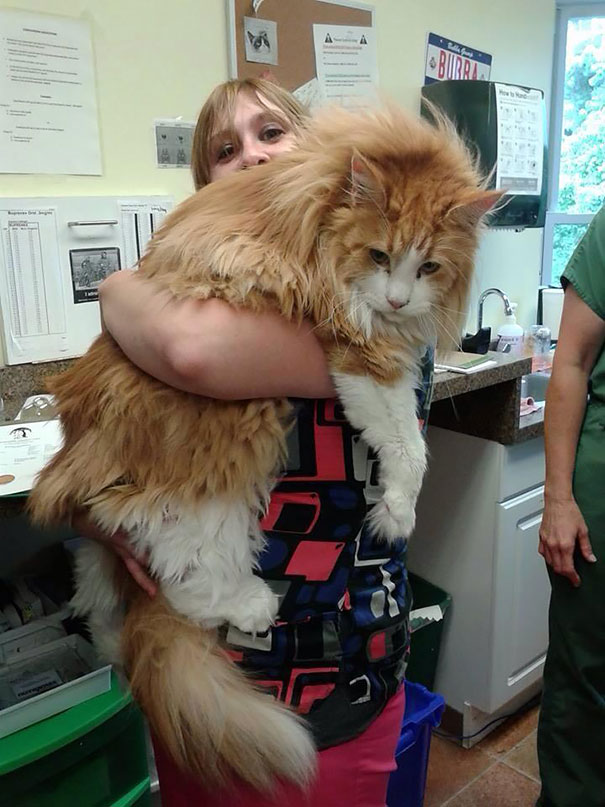 Person holding a large Maine C**n cat in an office environment, highlighting the breed's giant size and soft character.